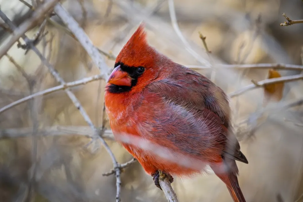 A cardinal is perched on a branch surrounded by bare twigs. Its bright red plumage stands out against the subdued backdrop of winter vegetation. The bird is alert, showcasing the wildlife that can be observed during the colder months. This scene highlights the adaptability of certain species in harsher environments. Montreal (Canada), January 18, 2026.
Un cardinal est perche sur une branche entouree de brindilles nues. Son plumage rouge vif se distingue de l arriere-plan attenue de la vegetation hivernale. L oiseau est alerte, illustrant la faune que l on peut observer pendant les mois les plus froids. Cette scene met en avant l adaptabilite de certaines especes dans des environnements plus rudes. Montreal (Canada), le 18 janvier 2026. (Photo by David Himbert / Hans Lucas via AFP)