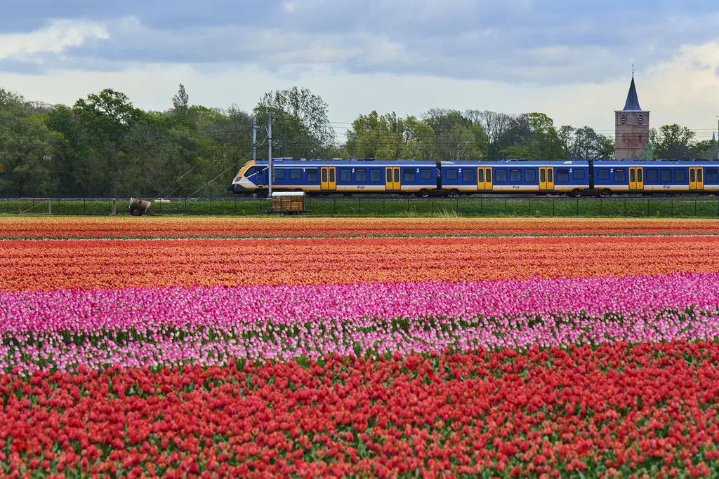 Holland tulipánvirágzás, Hollandtulipánvirágzás