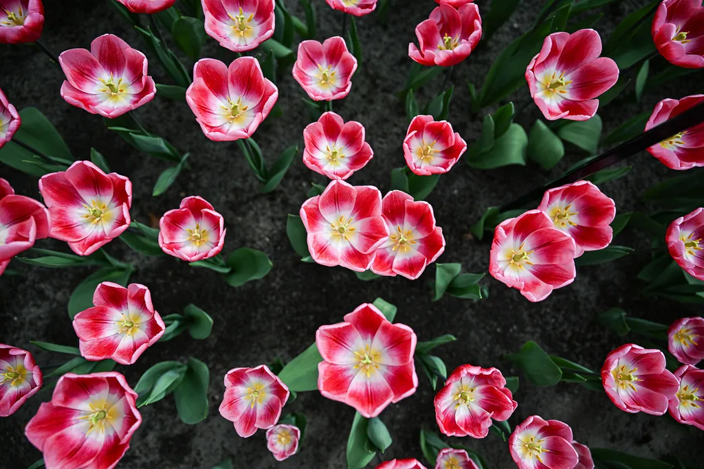 Holland tulipánvirágzás, Hollandtulipánvirágzás