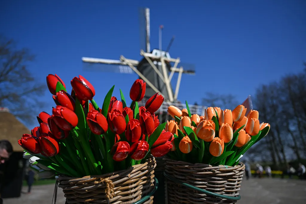Holland tulipánvirágzás, Hollandtulipánvirágzás