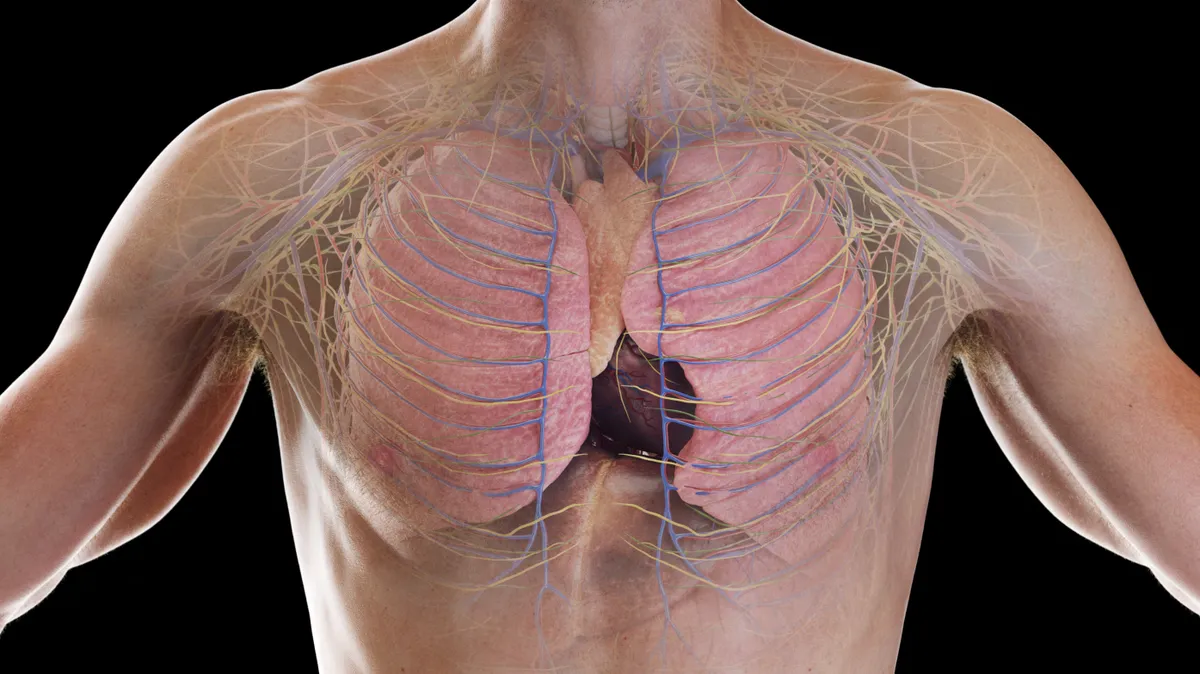 A csecsemőmirigy egészsége felnőttkorban is kulcsfontosságú az immunrendszer megfelelő működéséhez, hiánya vagy korai eltávolítása pedig hosszú távon növelheti a rák kockázatát.