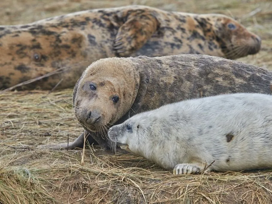 emlősök A young Grey Seal pup (Halichoerus grypus) on the shore with its mother in winter, at Donna Nook Nature Reserve, on the North Sea coast of Lincolnshire, Great Britain. (Photo by Nigel Hicks / Robert Harding RF / robertharding via AFP)