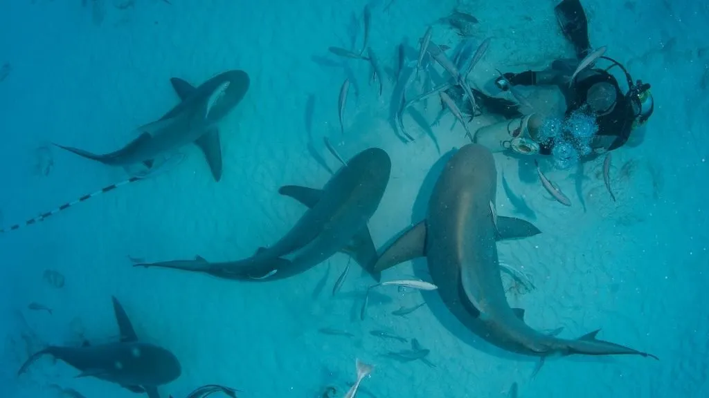 bikacápák A dive master hand feeds bull sharks during the shark´s winter migration, Playa del Carmen, Mexico (Photo by Rodrigo Friscione / Connect Images via AFP)