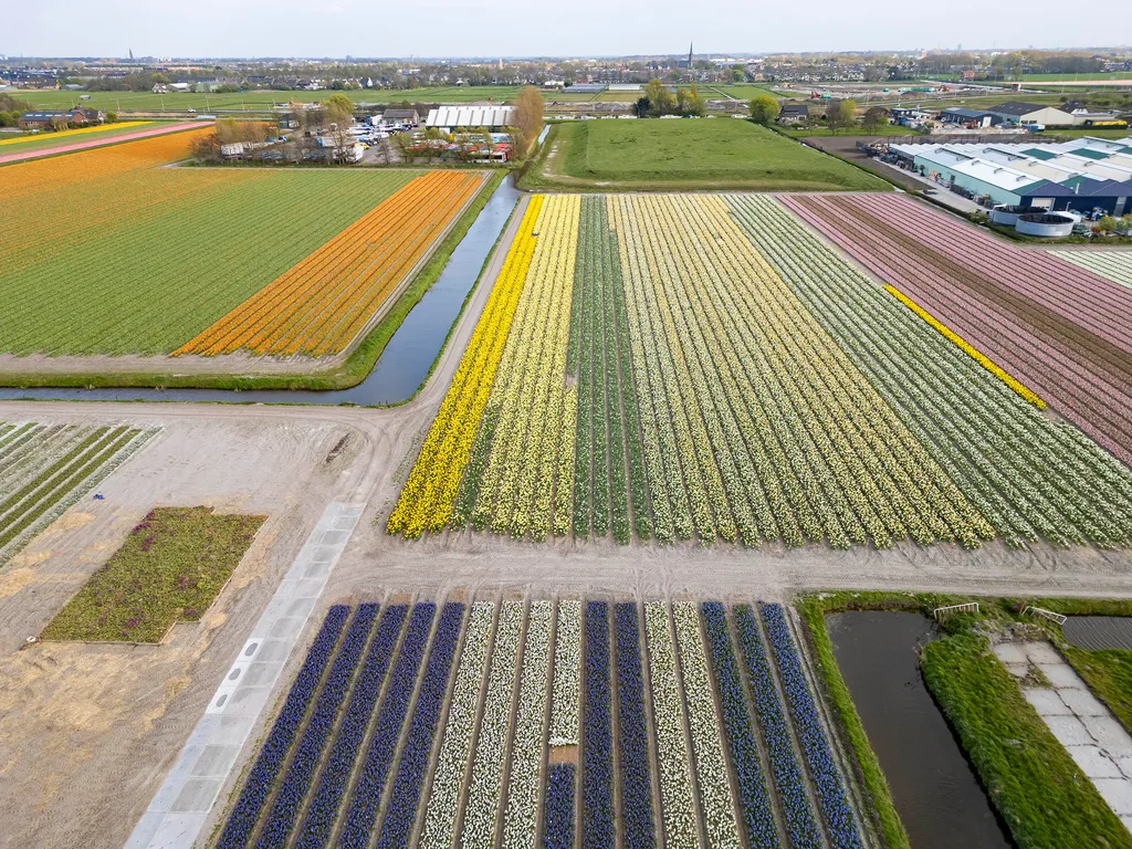 Holland tulipánvirágzás, Hollandtulipánvirágzás