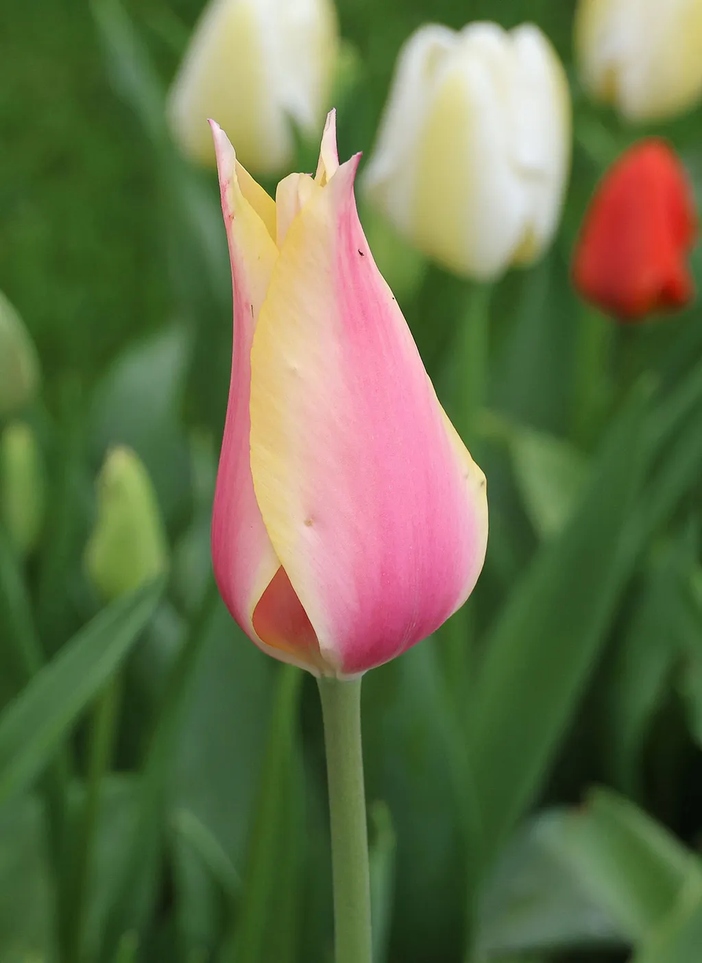 Holland tulipánvirágzás, Hollandtulipánvirágzás