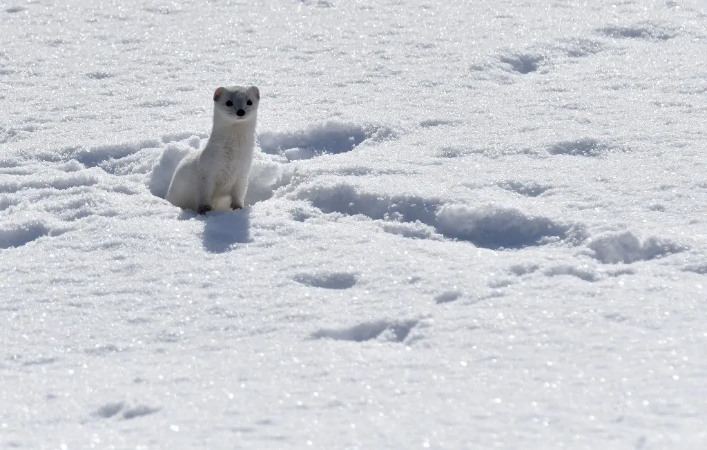 KARS, TURKIYE - FEBRUARY 21: A white-coated weasel stands on snow-covered ground after shedding its brown summer fur for winter camouflage in Sarikamis district of Kars, Turkiye, on February 21, 2026. The nocturnal animal, rarely seen in the wild, changes its fur color during winter and remains among the protected wildlife species in the region. Huseyin Demirci / Anadolu (Photo by Huseyin Demirci / Anadolu via AFP)