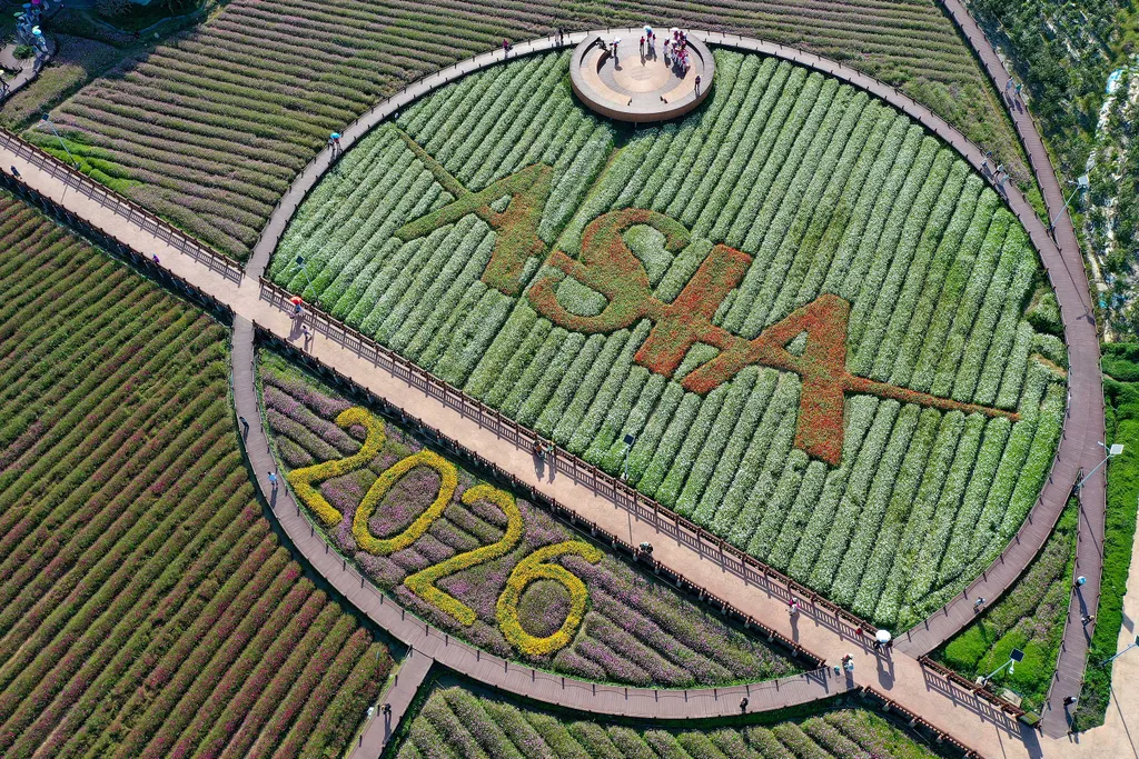 Holland tulipánvirágzás, Hollandtulipánvirágzás