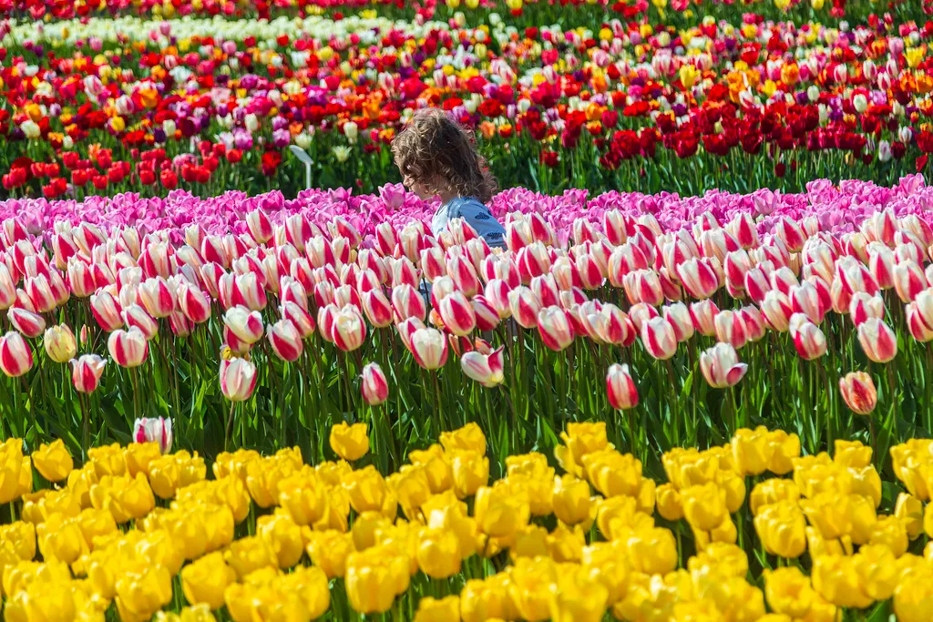 Holland tulipánvirágzás, Hollandtulipánvirágzás