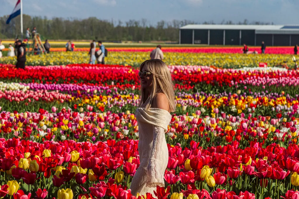 Holland tulipánvirágzás, Hollandtulipánvirágzás