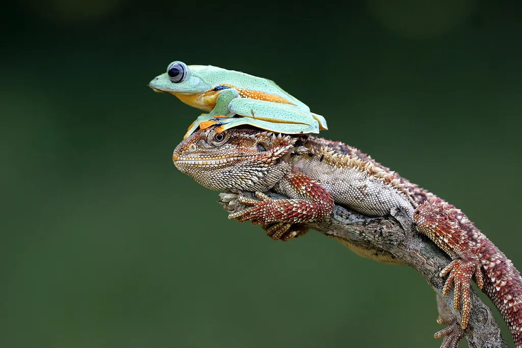 Vicces állatok, Viccesállatok