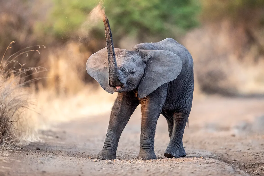 Vicces állatok, Viccesállatok