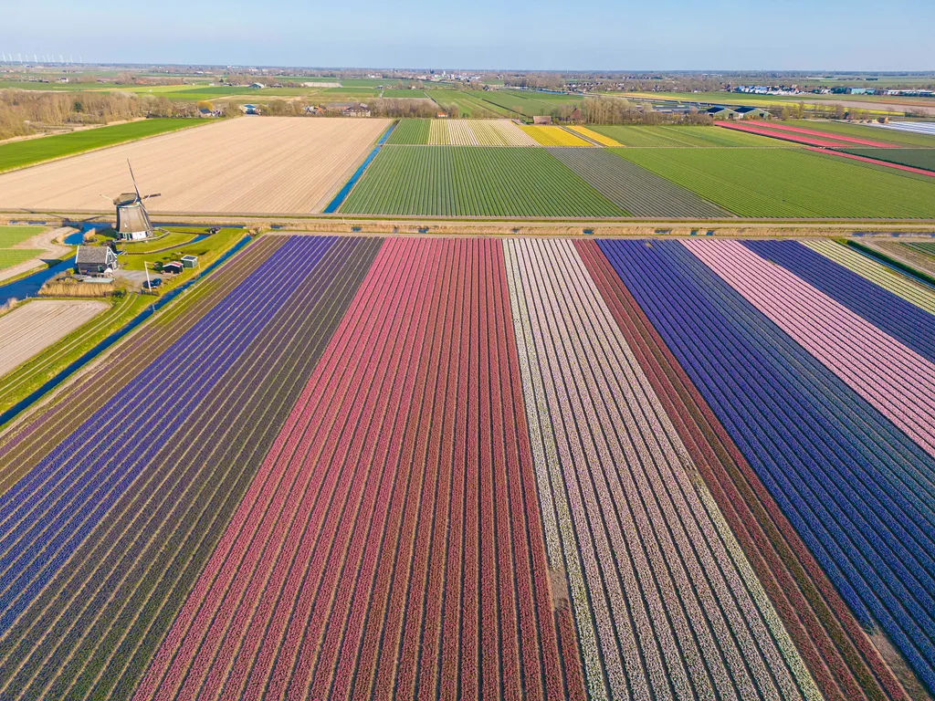 Holland tulipánvirágzás, Hollandtulipánvirágzás