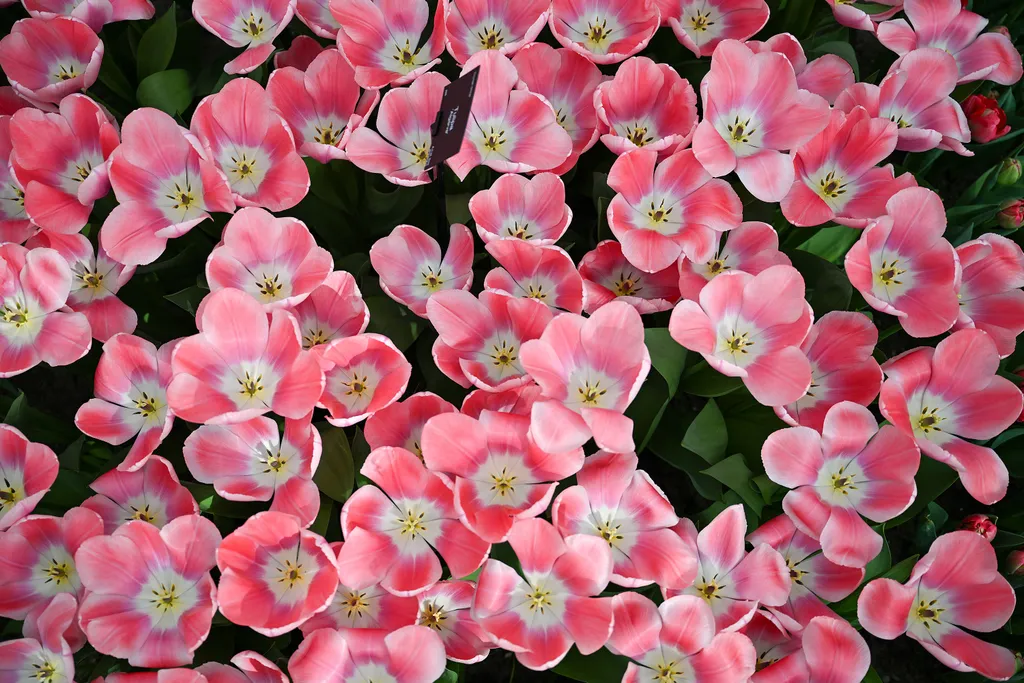 Holland tulipánvirágzás, Hollandtulipánvirágzás