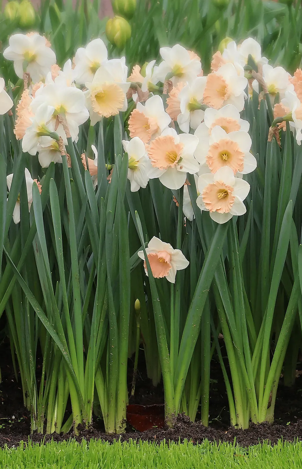 Holland tulipánvirágzás, Hollandtulipánvirágzás