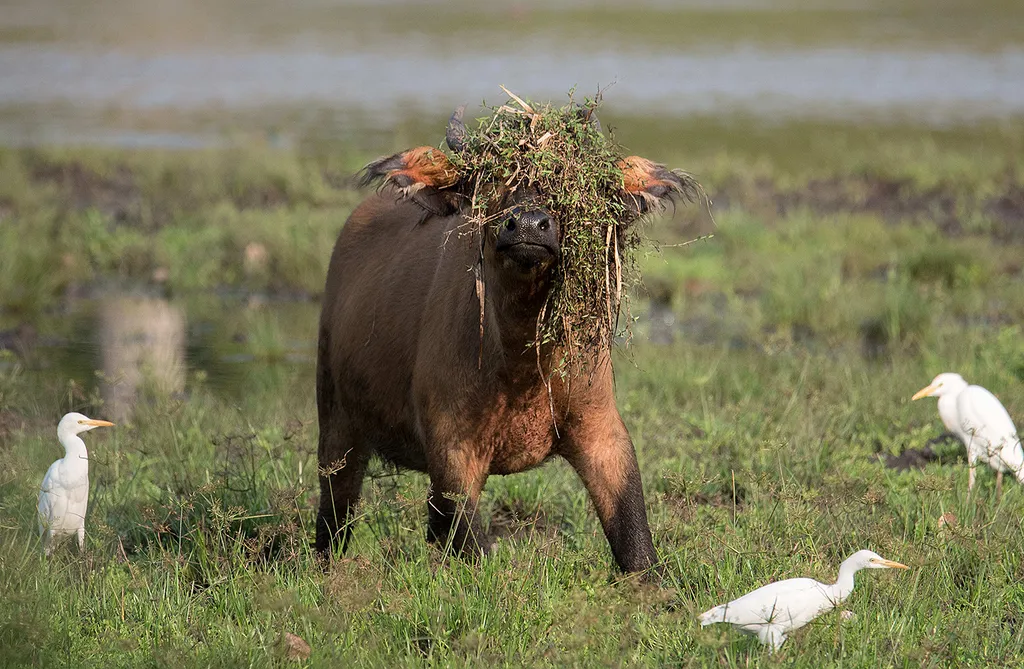 Vicces állatok, Viccesállatok