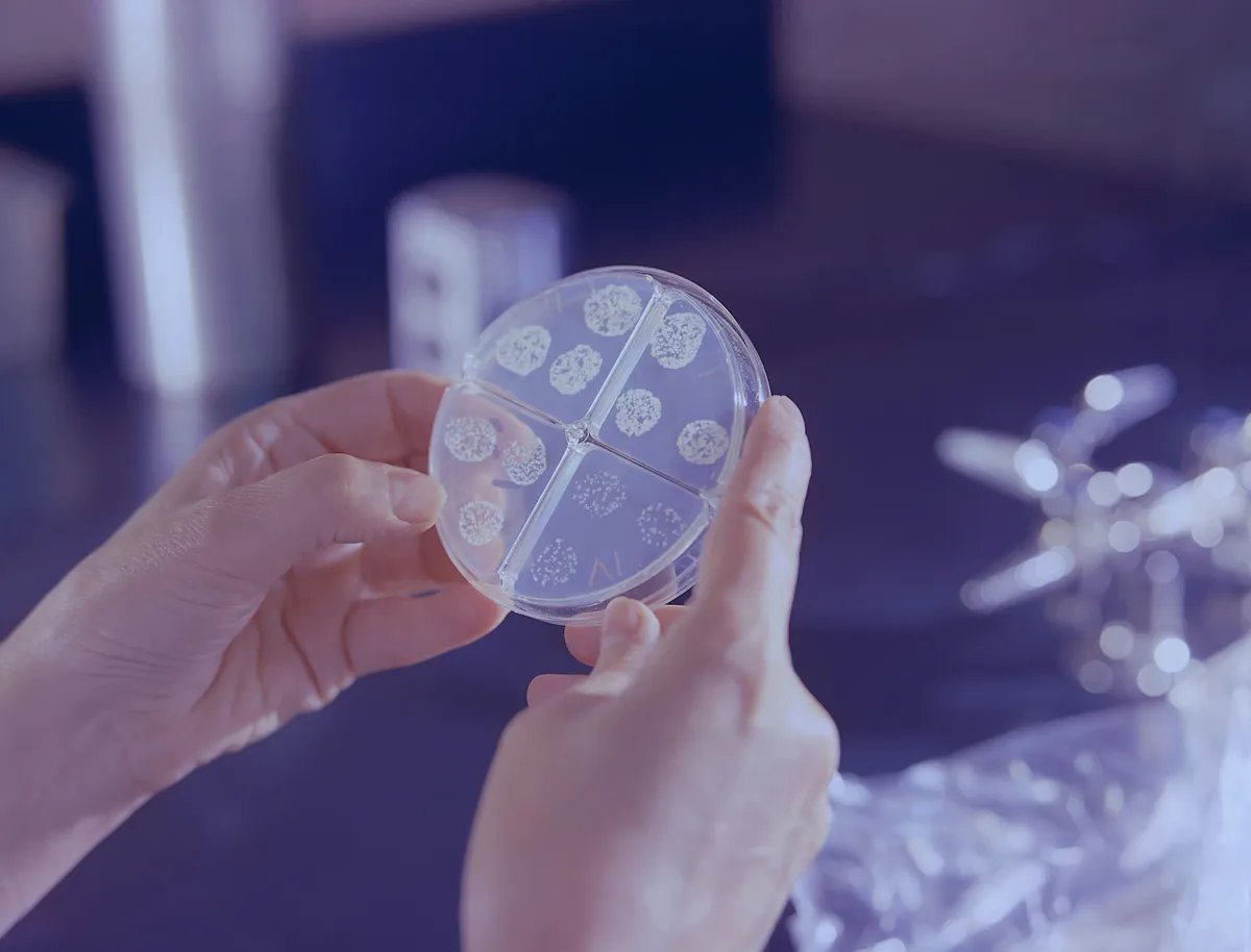 A fehér pestis csendben terjed — a tünetek sokáig észrevétlenek maradhatnak.