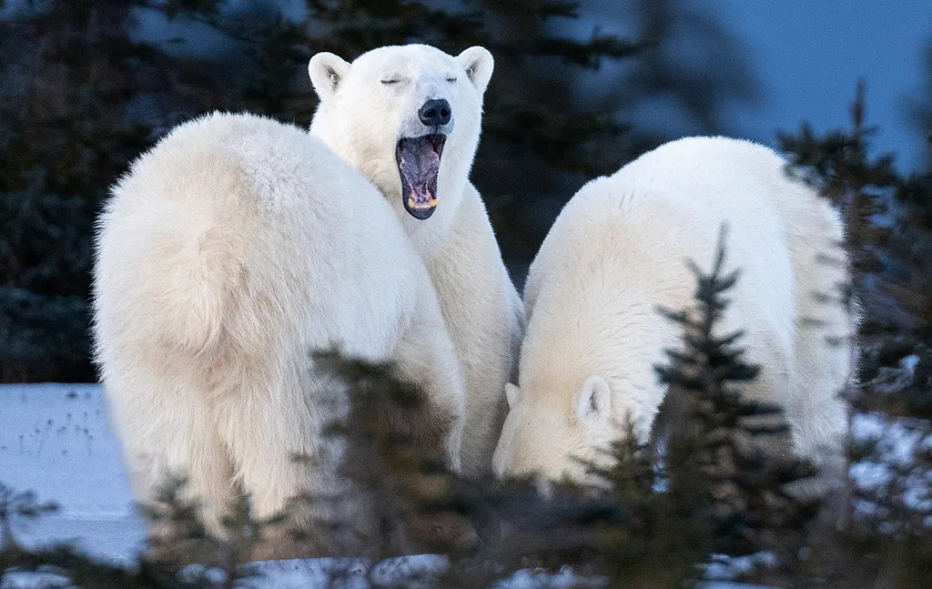 Vicces állatok, Viccesállatok