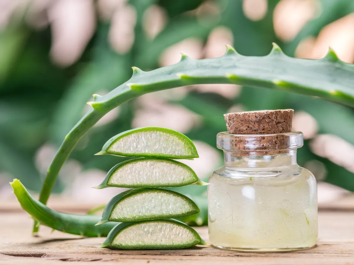 Aloe vera ital: mit tehet a szervezetedrt a rendszeres fogyasztsa? - ORIGO