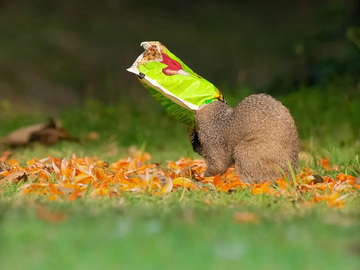 Az állatvilág legviccesebb jelenetei