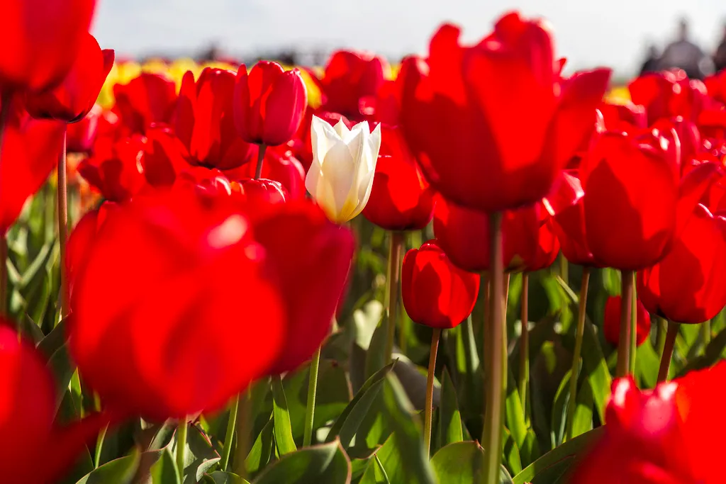 Holland tulipánvirágzás, Hollandtulipánvirágzás