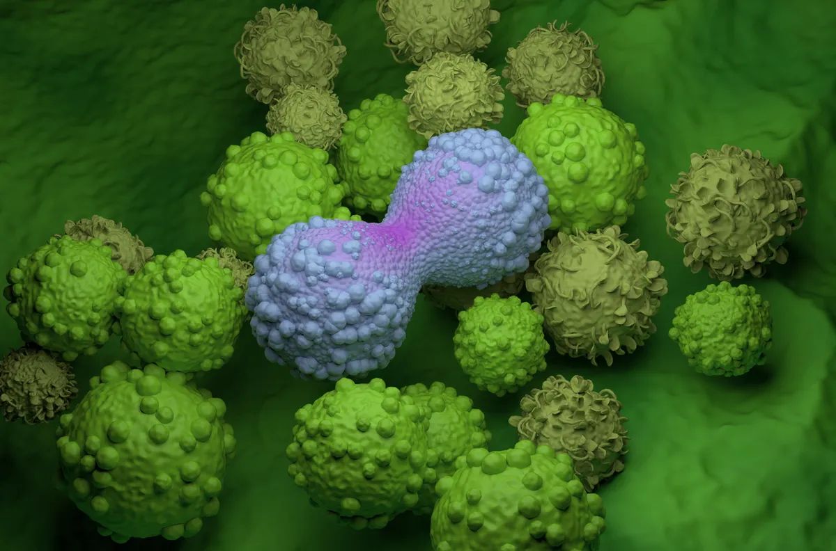 A daganatos megbetegedések sejtszintű kialakulása: a kutatások egyértelműen bizonyítják, hogy a mellrák okai és a kóros sejtek osztódása mögött az esetek jelentős részében a káros, de megváltoztatható életmódbeli tényezők állnak.