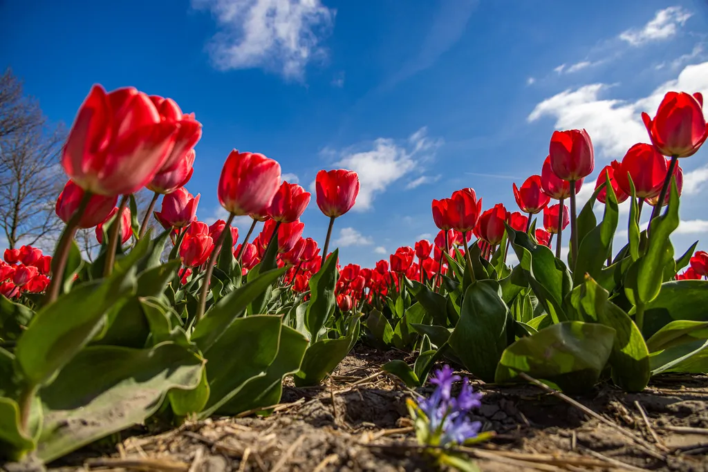 Holland tulipánvirágzás, Hollandtulipánvirágzás