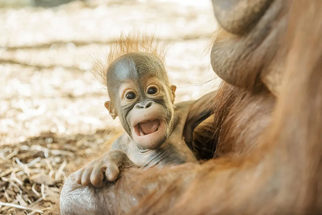 Vicces állatok, Viccesállatok