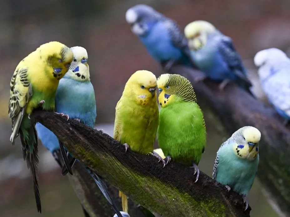 beszéd PRODUCTION - 20 November 2024, Brandenburg, Perleberg: Budgerigars sit in their aviary at Perleberg Zoo. Domestic and exotic animal species can be seen in enclosures and aviaries over an area of 15 hectares. Photo: Jens Kalaene/dpa (Photo by JENS KALAENE / dpa Picture-Alliance via AFP)