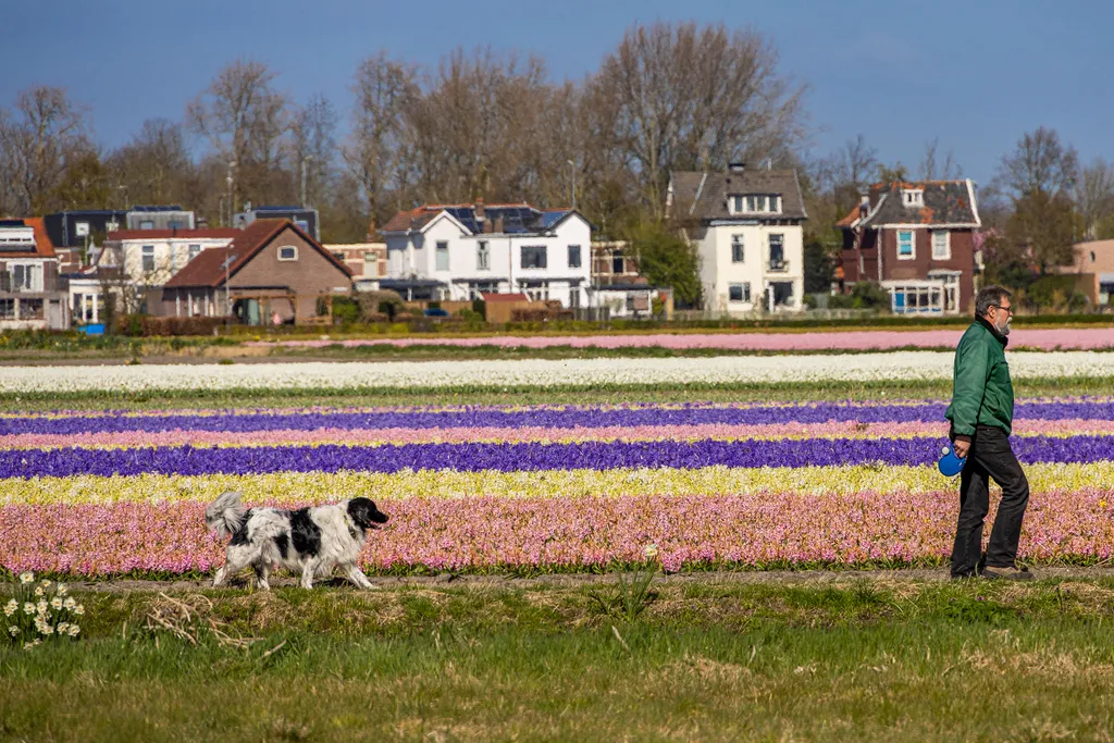 Holland tulipánvirágzás, Hollandtulipánvirágzás