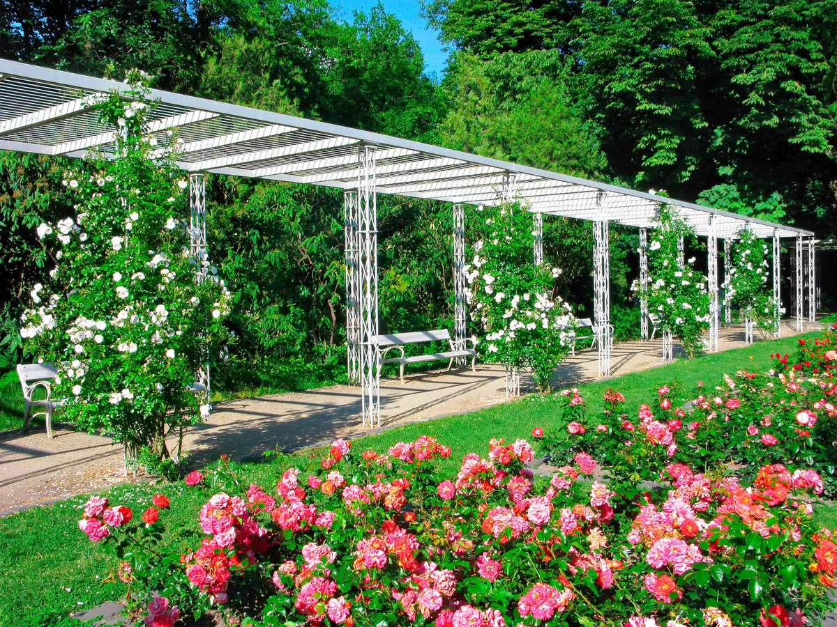 Hungary, Budapest. City park in Margaret Island. White benches in the middle of bushes of roses of white, red, pink colors. A romantic place in a busy city.