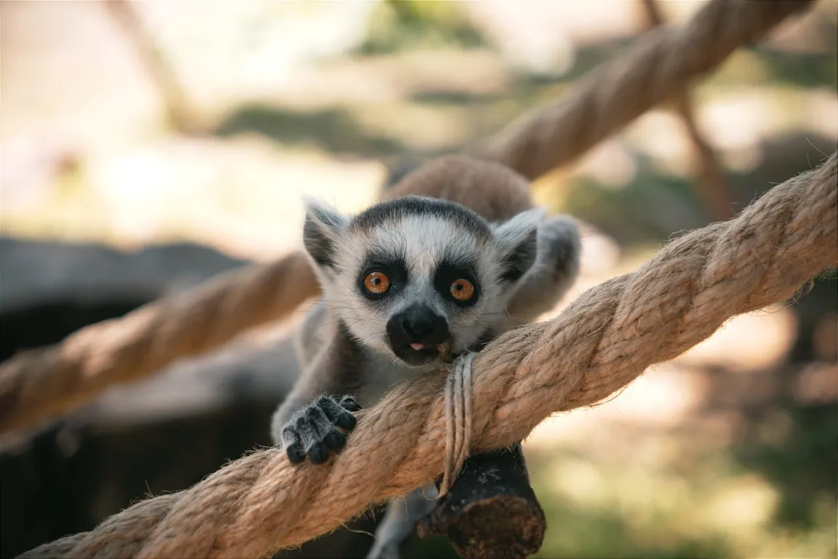 Gyűrűsfarkú maki ikrek születtek a nagykőrősi szafari parkban (A kép illusztráció)