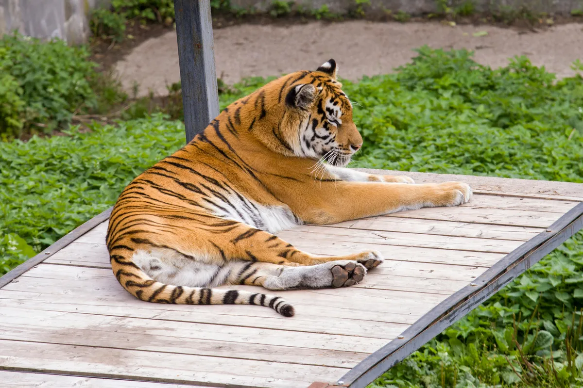 tigris