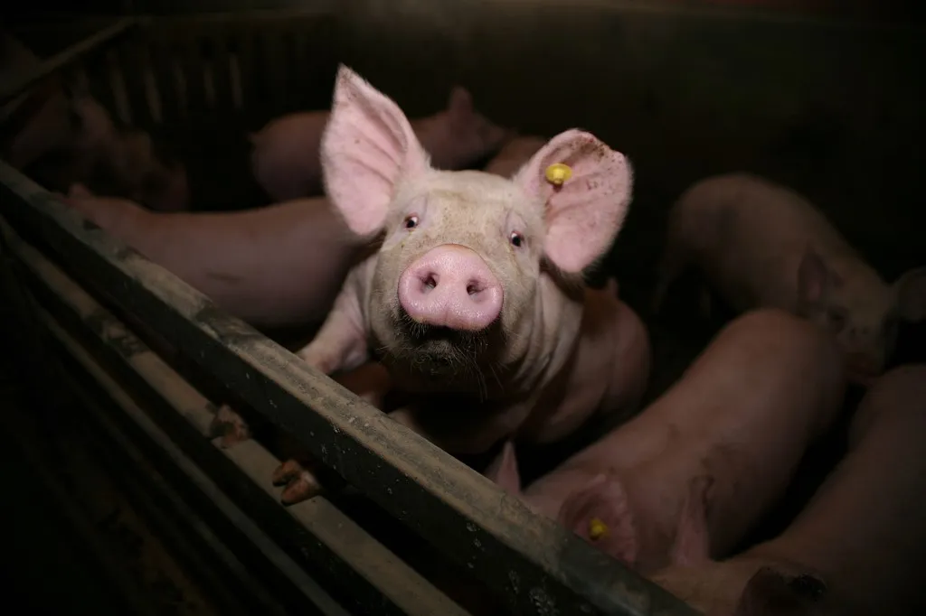 transzplantáció Pigs in a pigsty.
France, 2009 (Photo by Damien Grenon / Photo12 via AFP)