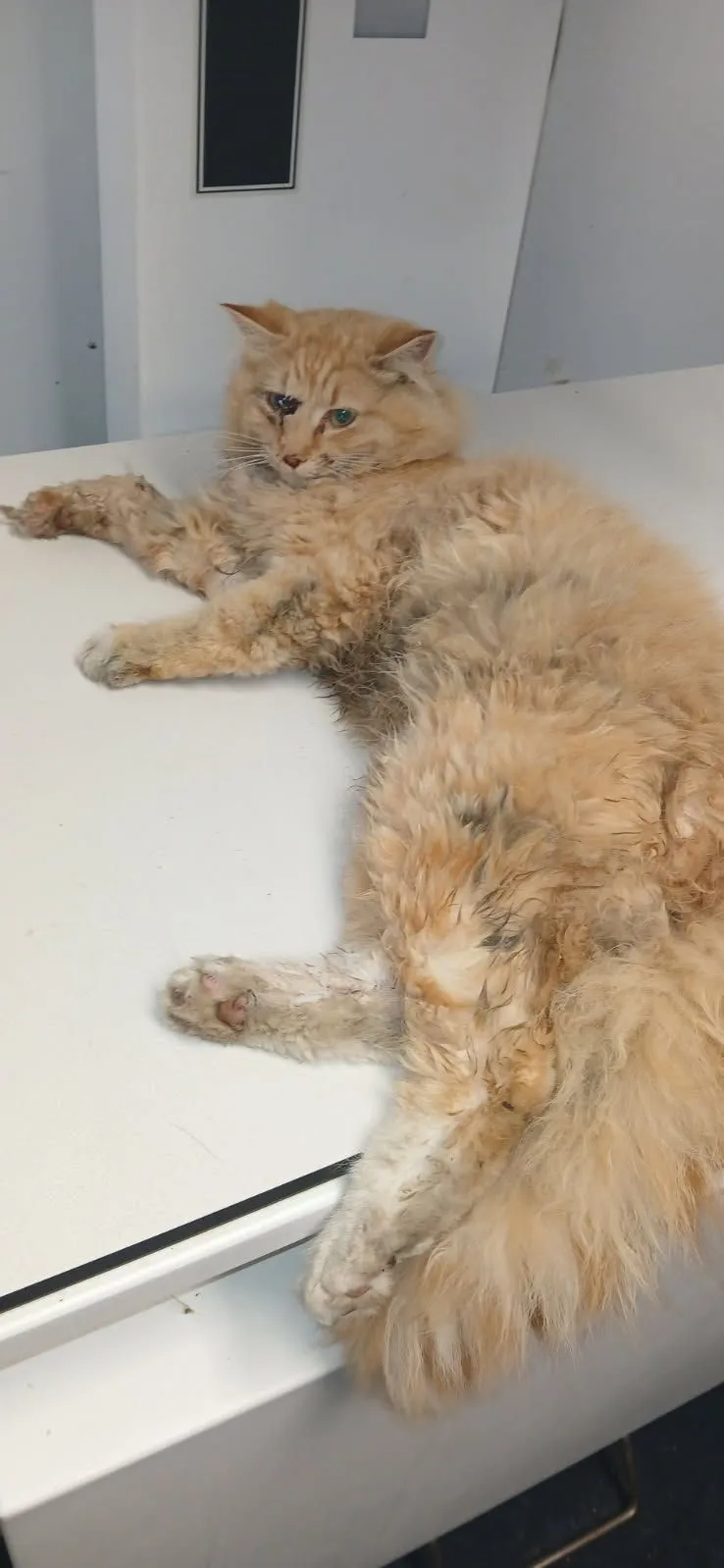 A Garfield nevet kapta az a macska, akit a Long Island Rail Road vasúti sínekről mentették ki, miután túlélte, hogy elgázolta egy szerelvény