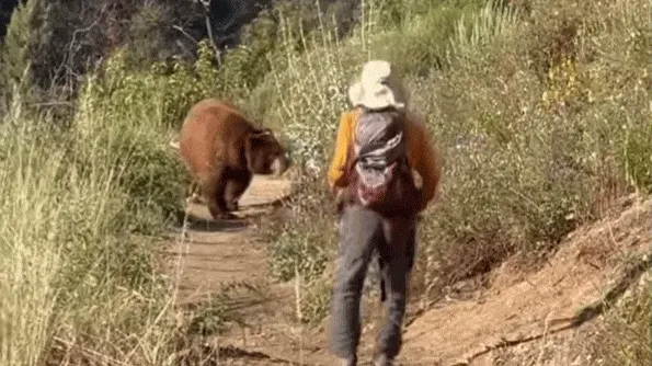 Videó a medvetámadásról: Egy turista provokálta az állatotmedvehergelés, medve, hergelés, GIF, medvehergelésGIF