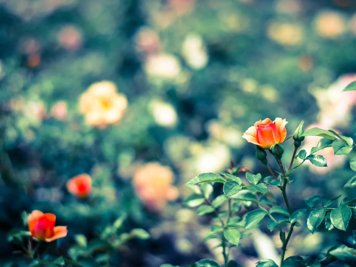 bud of orange rose flower image