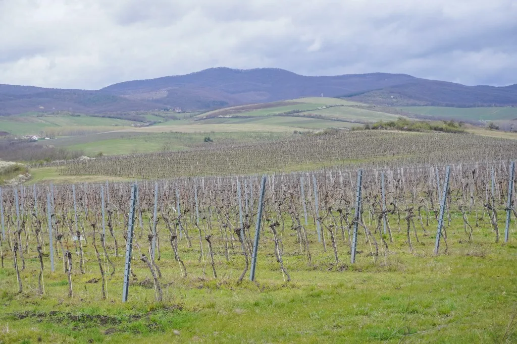 Gianni és Miki Palkonyán fedezte fel a Villányi borvidék hangulatát The vineyard is getting ready for the new growing season in Bogacs, Hungary, on March 28, 2024. (Photo by Michal Fludra/NurPhoto) (Photo by Michal Fludra / NurPhoto via AFP)