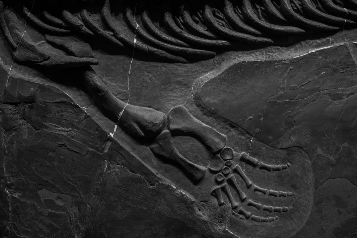 Egy újonnan azonosított ősi emlős segíthet megfejteni, hogyan élte túl az élővilág a dinoszauruszok&nbsp;kihalását