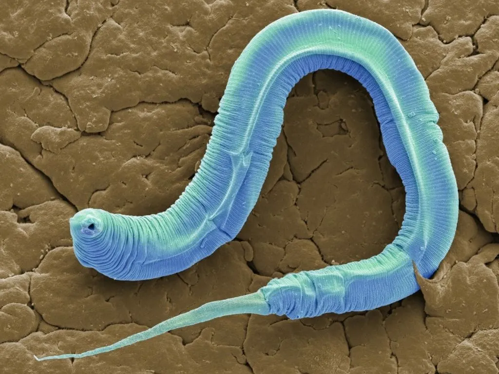 férgek Caenorhabditis elegans worm, coloured scanning electron micrograph (SEM). C. elegans is a soil-dwelling hermaphrodite nematode worm and one of the most studied animals in biological and genetic research. A tendency to reproduce by self-fertilisation (resulting in identical offspring), along with the short time taken to reach maturity, make this tiny worm an ideal subject. Magnification: x1300 when printed at 10 centimetres wide. (Photo by STEVE GSCHMEISSNER/SCIENCE PHOTO / SGS / Science Photo Library via AFP)
