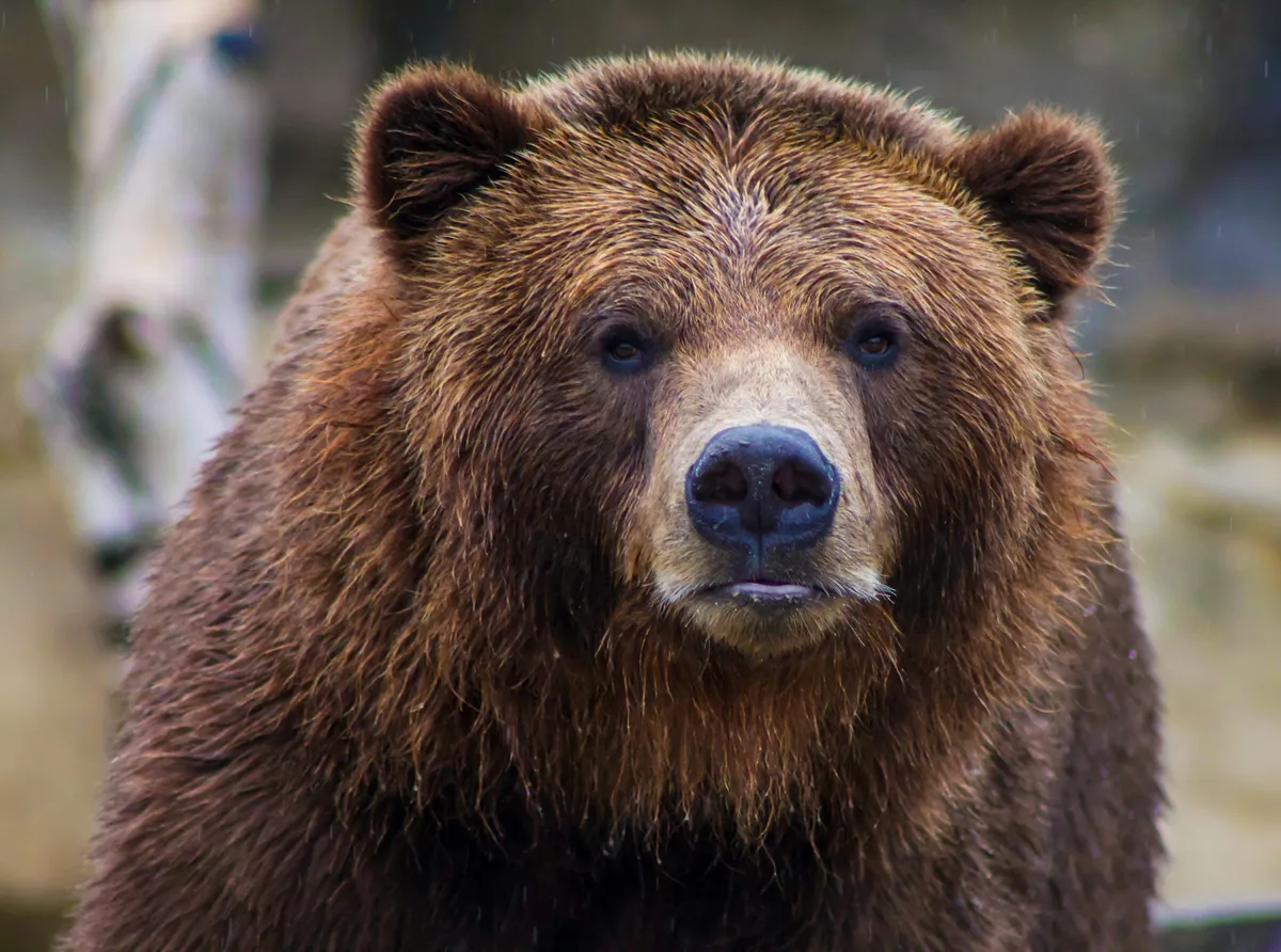 medve
