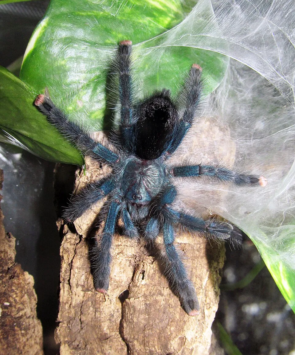 Brazil madárpók – Avicularia geroldi