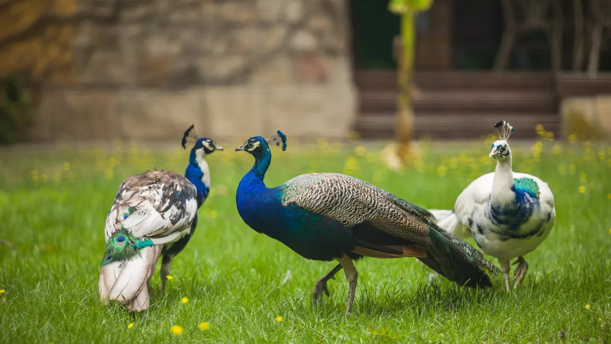 Öt varázslatos magyar arborétum, ahol tavasszal virágba borul a természet –...