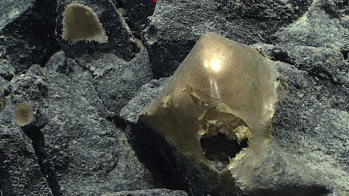 3 évig ufónak hitték: kiderült, mi valójában a tengerfenéken talált aranytojás...