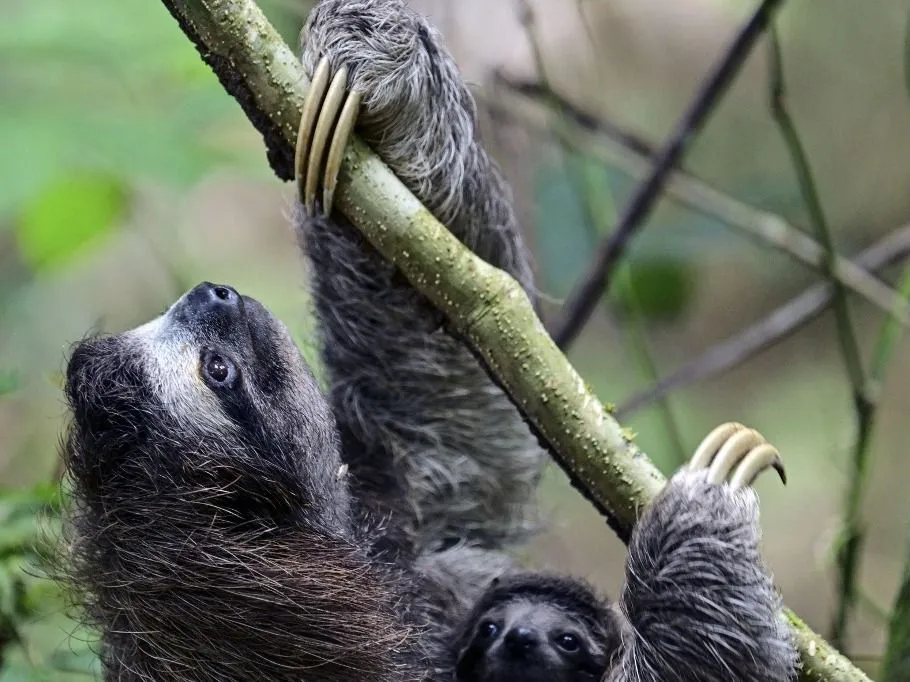 lajhár A three?toed sloth (Bradypus spp.) hangs from a branch with its baby clinging to its fur in Metropolitan Natural Park, a protected area in Panama City, on December 22, 2025. Metropolitan Natural Park is the main green lung of Panama City and one of the few tropical forests located within a capital city in Latin America. Covering more than 230 hectares of jungle, trails and viewpoints, the park is home to a remarkable diversity of wildlife, including sloths, howler monkeys, deer and more than 250 bird species. (Photo by MARTIN BERNETTI / AFP)