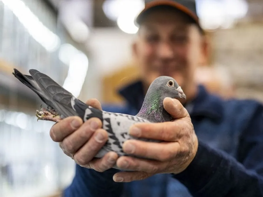 galamb 17 December 2022, North Rhine-Westphalia, Dortmund: A man holds a carrier pigeon in his hands. More than 10,000 visitors are expected to attend the international racing pigeon show this weekend. The fastest and most beautiful racing pigeons from Germany will be presented. The two-day show with about 130 vendors is the world's largest exhibition of its kind. Photo: David Inderlied/dpa (Photo by David Inderlied / dpa Picture-Alliance via AFP)