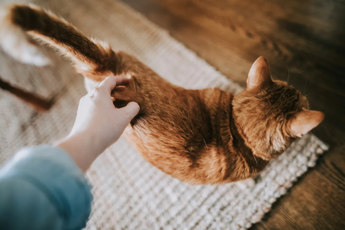 A macska viselkedése sokszor félreérthető — a cicák finom jelekkel mutatják meg, mikor vágynak valódi közelségre.