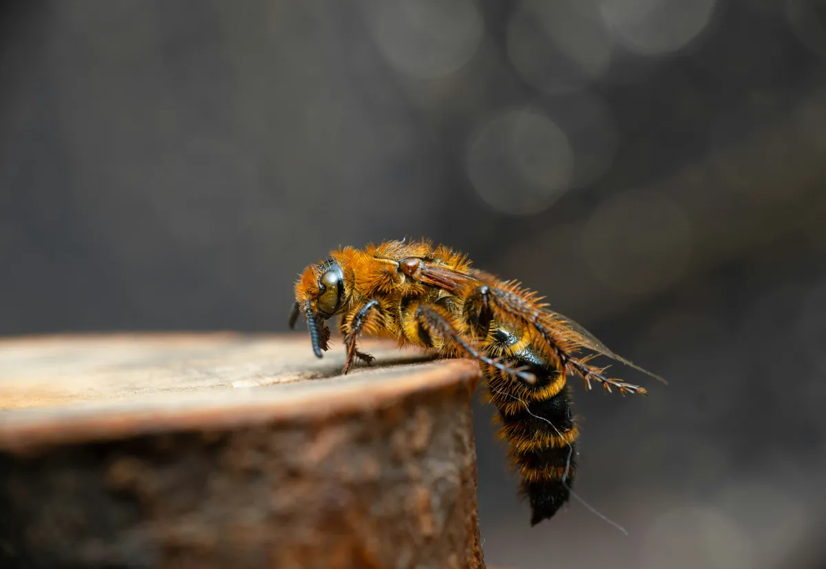 A tőrösdarazsak emberekre nem veszélyesek – Fotó: Unsplash