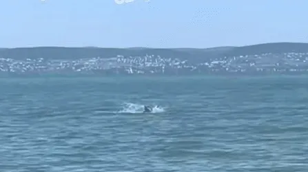 Őz a Balatonban: különös jelenet lepte meg a parton sétálókat - Balaton, őz, GIF, BalatonőzGIF,