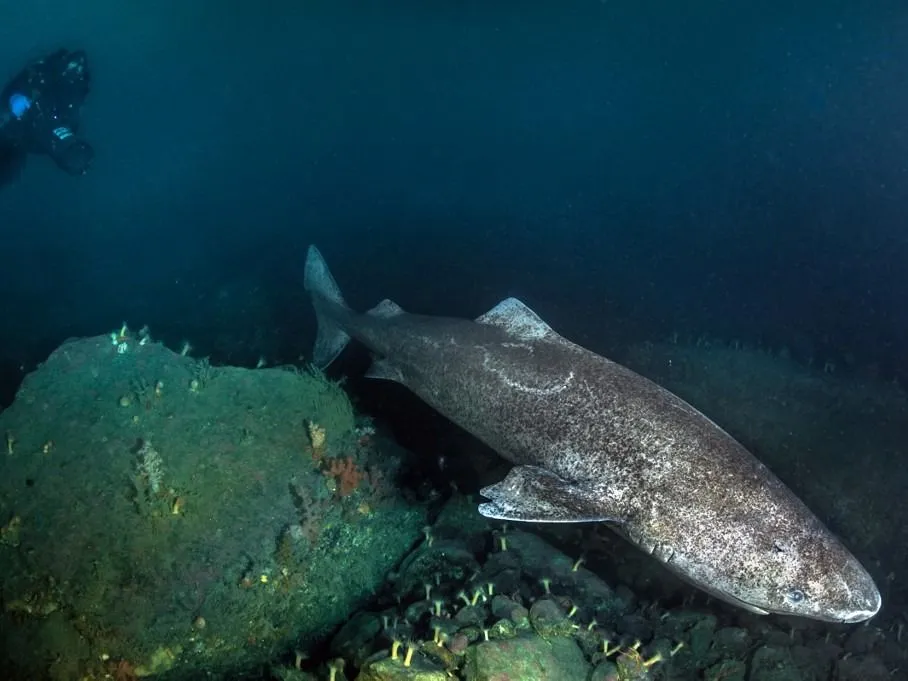 öregedés A handout photo released on December 4, 2014 by Under the Pole shows a shark in the Uummannaq bay, Greenland, taken in November 2014, during the Discovery Greenland 2014-2015 expedition. Under The Pole is a series of underwater polar expeditions, aiming to explore the hidden face of the Arctic and Antarctic regions in their diversity. AFP PHOTO / UNDER THE POLE / GHISLAIN BARDOUT 
= RESTRICTED TO EDITORIAL USE - MANDATORY CREDIT "AFP PHOTO / GHISLAIN BARDOUT / UNDER THE POLE" - NO MARKETING NO ADVERTISING CAMPAIGNS - DISTRIBUTED AS A SERVICE TO CLIENTS = (Photo by Under The Pole / AFP)