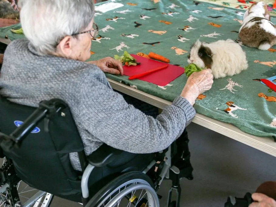 demencia An elderly person in a wheelchair feeds salad and carrots to a guinea pig on a table at the Marie-France Preault nursing home in Valence, south-east France, on 21 September 2024. Animal mediation session to reduce the illnesses associated with old age.
Une personne agee sur un fauteuil roulant donne a manger de la salade et de la carotte a un cochon d inde sur une table a l Ehpad Marie-France Preault a Valence, dans le sud est de la France, le 21 septembre 2024. Session de mediation animale pour reduire les maladies liees a la vieillesse. (Photo by Nicolas Guyonnet / Hans Lucas via AFP)